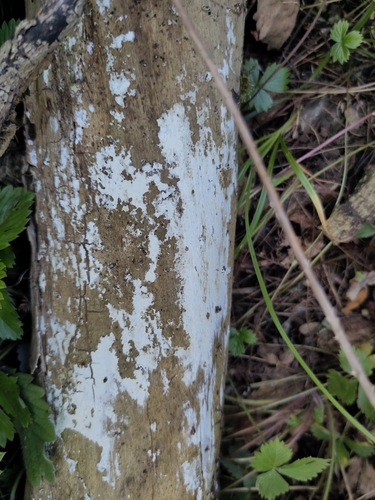 Weißer Holunderrindenpilz