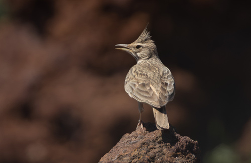 Crested Lark
