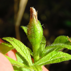 Papaipema cataphracta