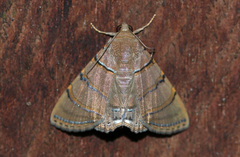 Eulepidotis caeruleilinea