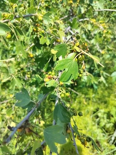 iNaturalist observation 2025-06-17