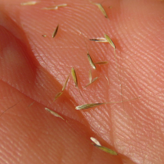 Muhlenbergia tenuiflora