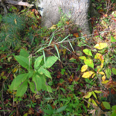 Muhlenbergia tenuiflora