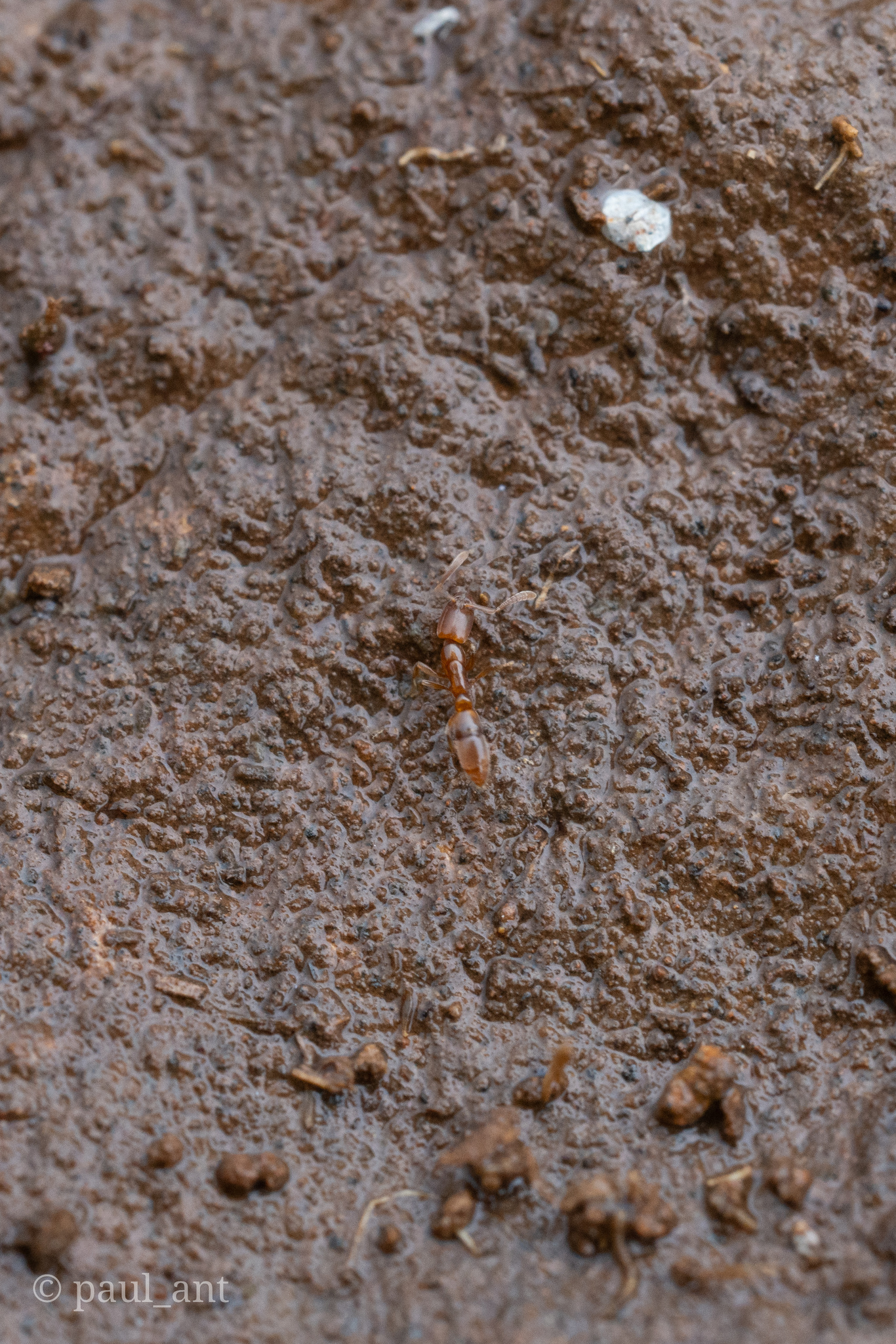 Hypoponera assmuthi