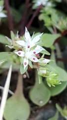 Sedum jaliscanum
