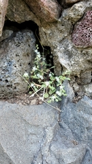 Sedum jaliscanum