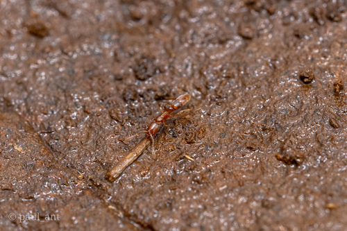 Hypoponera assmuthiHypoponera assmuthi