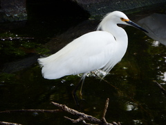 Egretta thula