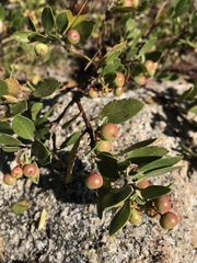 Arctostaphylos nevadensis