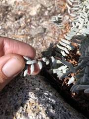 Pellaea bridgesii image