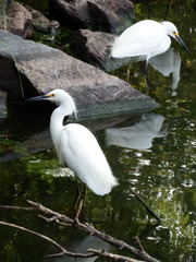 Egretta thula