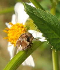 Homaemus