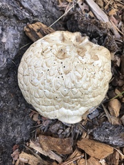 Neolentinus ponderosus