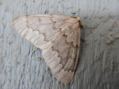 Nepytia pellucidaria