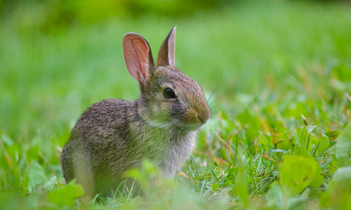 Eastern Cottontail photographed in Ohio