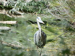 Ardea herodias