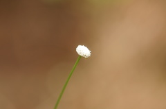 Eriocaulon texense