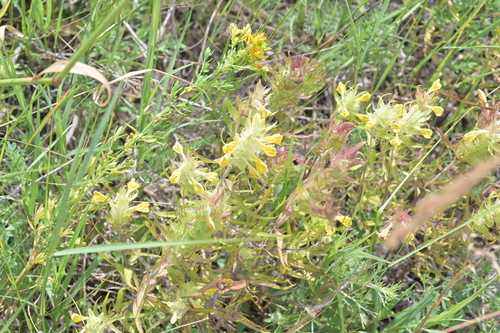 Bearded cow-wheat (Melampyrum barbatum)