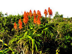 Aloe pluridens