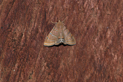 Eulepidotis caeruleilinea