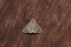 Eulepidotis caeruleilinea