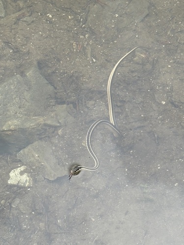 iNaturalist observation photo of Mountain Garter Snake