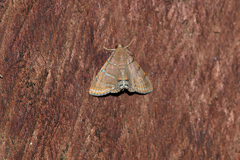 Eulepidotis caeruleilinea