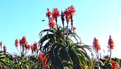 Aloe pluridens