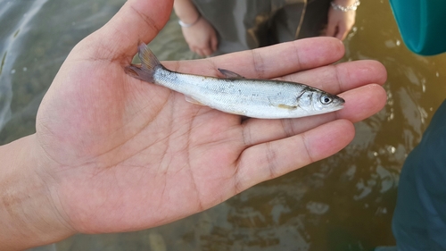Big-scaled redfin (Tribolodon hakonensis) — Cyprinidae — 3