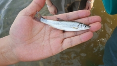 Pseudaspius hakonensis