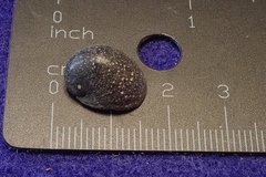 Neripteron neglectum