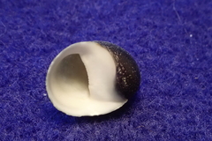 Neripteron neglectum