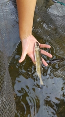 Plecoglossus altivelis