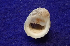 Nerita signata