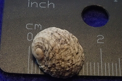 Nerita signata