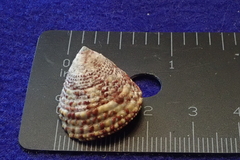 Trochus intextus