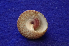 Trochus intextus