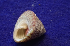 Trochus intextus