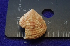 Trochus intextus