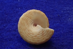 Trochus intextus