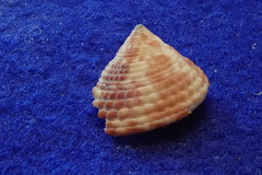 Trochus intextus