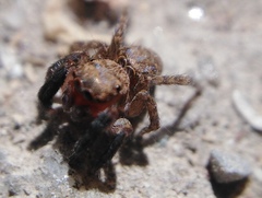 Euophrys rufibarbis