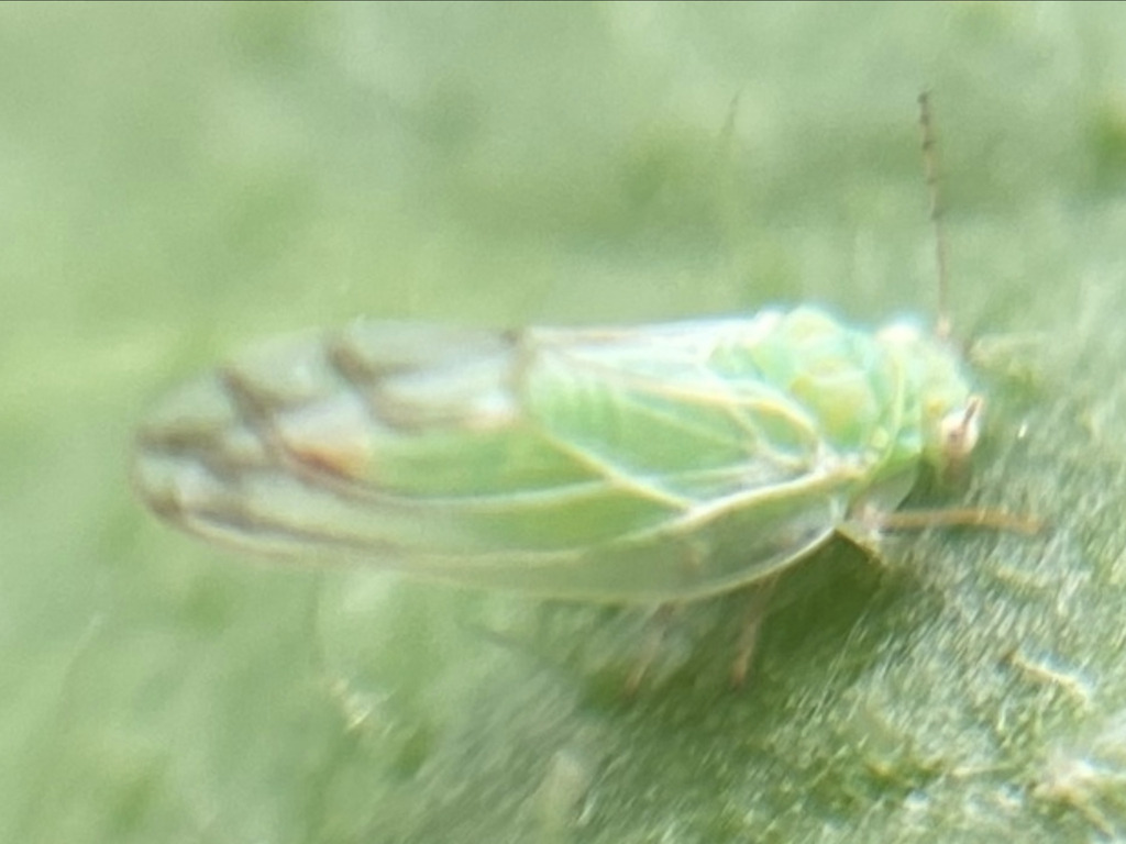 Craspedolepta nervosa