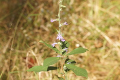 Lobelia reverchonii