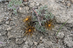 Hamadryas delfinii