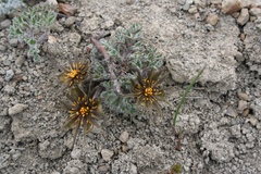 Hamadryas delfinii