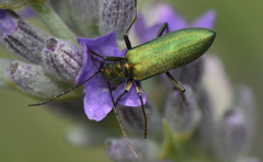 Chrysanthia viridissima