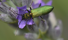 Chrysanthia viridissima