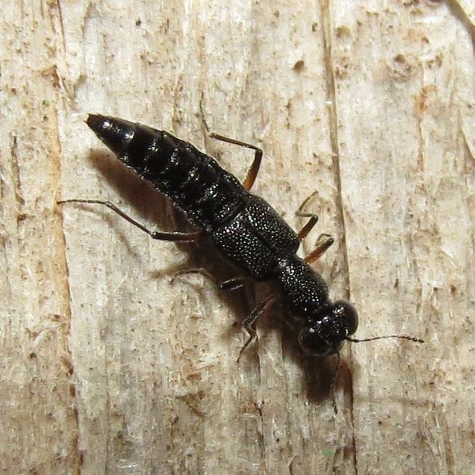 Water Skater Beetles