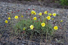 Papaver mcconnellii